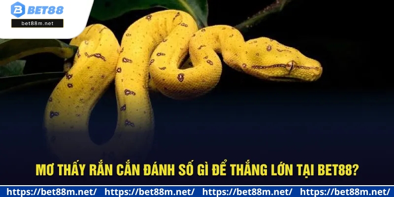 Mơ Thấy Rắn Cắn - Vận May Hay Rủi? Đánh Số Mấy Tại Bet88? 3 Bật mí số may mắn khi mộng rắn tấn công