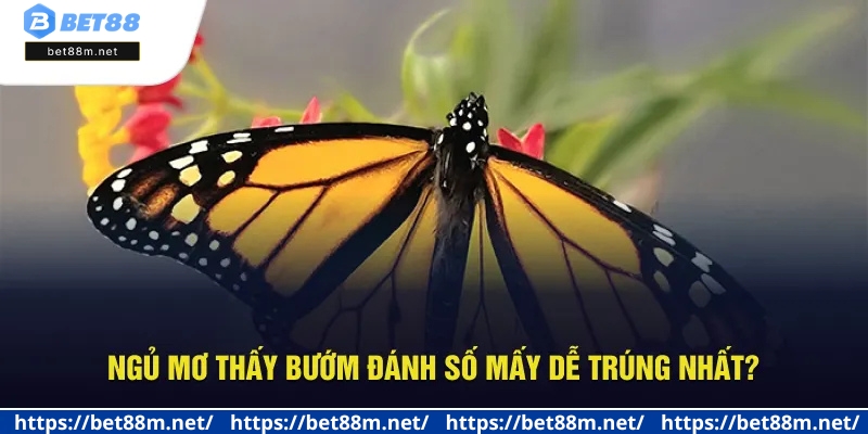 Ngủ Mơ Thấy Bướm - Giải Mã Điềm Báo, Số May Mắn Tại Bet88 3 Tìm hiểu các số may mắn khi mơ thấy bướm
