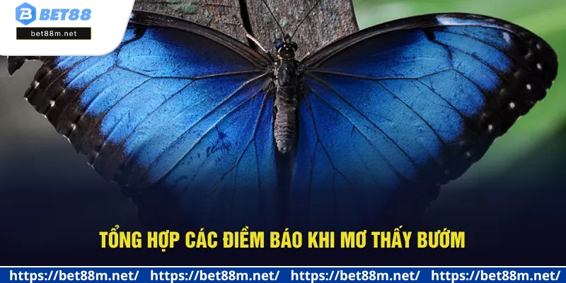 Ngủ Mơ Thấy Bướm - Giải Mã Điềm Báo, Số May Mắn Tại Bet88 2 Giải mã ý nghĩa khi ngủ mơ thấy bướm