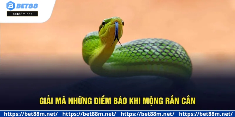 Mơ Thấy Rắn Cắn - Vận May Hay Rủi? Đánh Số Mấy Tại Bet88? 2 Khám phá điềm báo khi mơ thấy rắn cắn