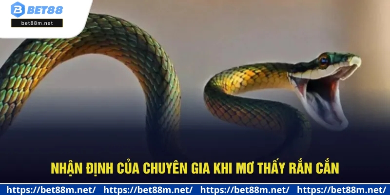 Mơ Thấy Rắn Cắn - Vận May Hay Rủi? Đánh Số Mấy Tại Bet88? 1 Khám phá lý do mộng rắn cắn
