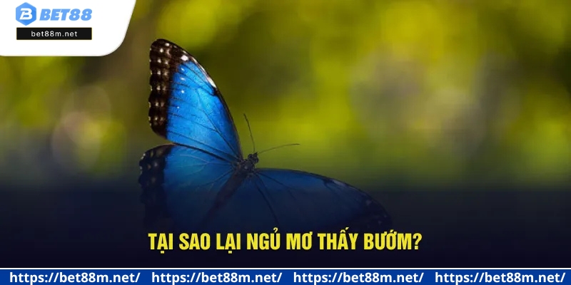 Ngủ Mơ Thấy Bướm - Giải Mã Điềm Báo, Số May Mắn Tại Bet88 1 Khám phá lý do mộng thấy con bướm